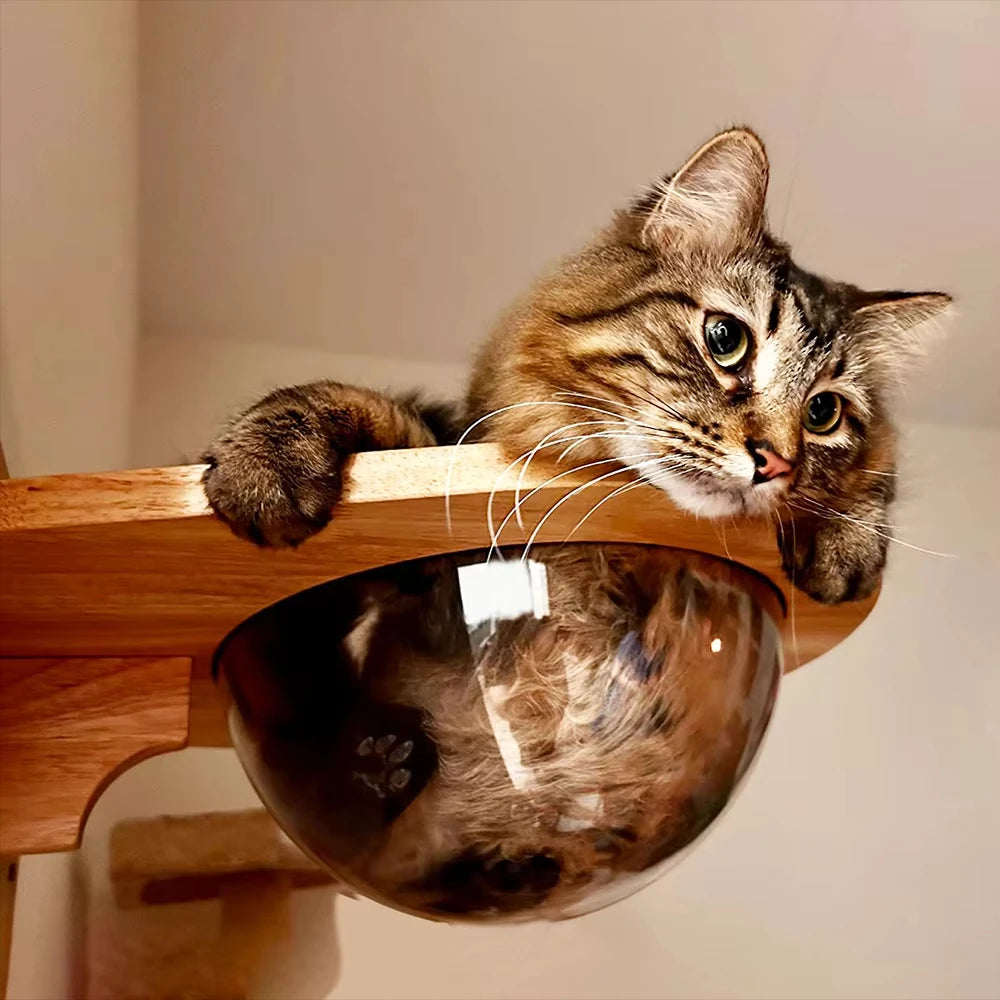 Cat Wall structure