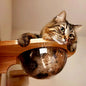 Cat Wall structure